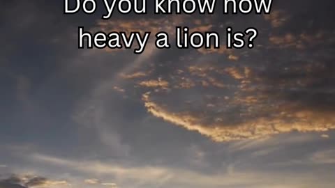 Lion fact 2 - Do you know how heavy a lion is?