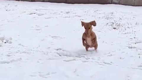 Dog Playing In Snow