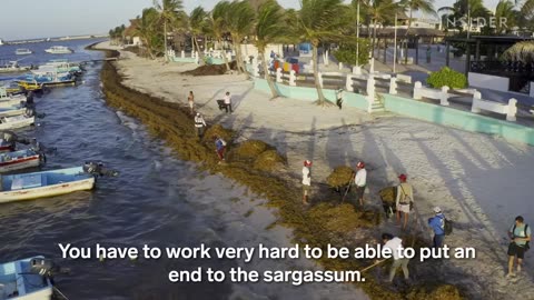 How Bricks Made From Invasive Seaweed Clean Mexico's Beaches