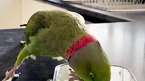 Parrots love to play Peek-a-boo