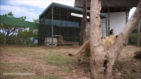 Lion Cubs Roaring - Cutest Compilation