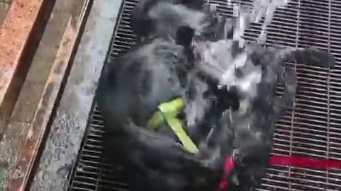 Dog rolls around fountain