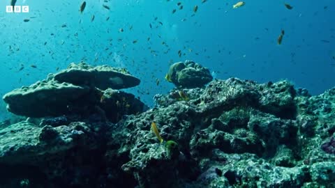 Why Are Manta Rays So Important? | Our Changing Planet | BBC Earth