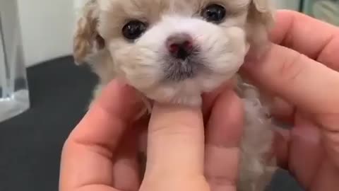 Cute puppy,puppylover