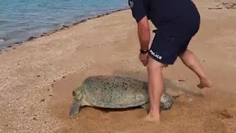 Turtle rescue, Sweers Island