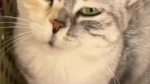 Funny Cats