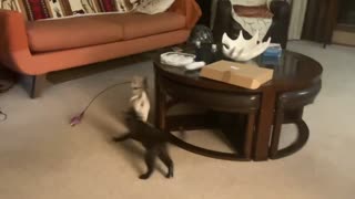 Two Tiny Pets Play Together