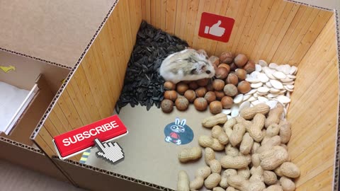 Hamster escapes the awesome maze for Pets in real life 🐹 in Hamster stories Part 2