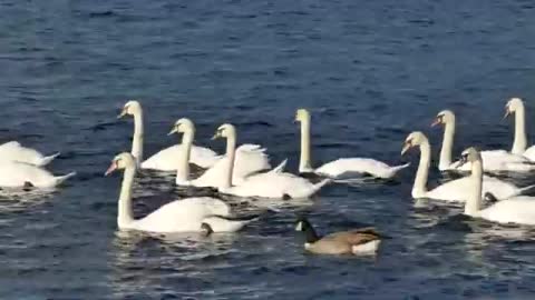 White Ducks