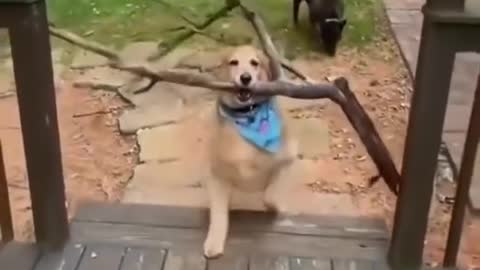 Good Boy Dog Brings A Stick That's Too Big To Fit In The Steps! (ADORABLE)