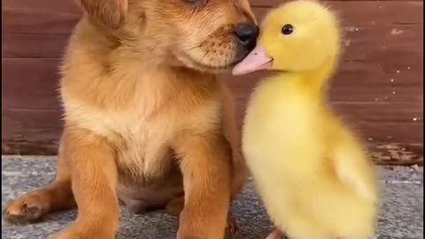 Canine Funny | Dog Cute recordings | Dog Funny Videos🐶