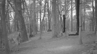 The Woods - 04/08/2021