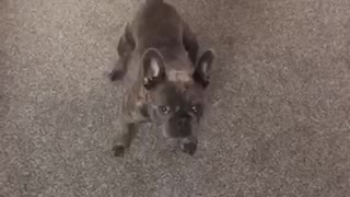 Hilarious French Bulldog Chases Laser Pen