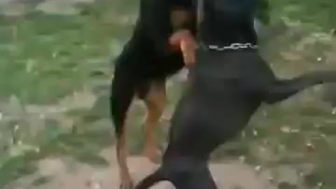 Dos perros jugando con la soga