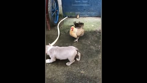 Brave Chicken and Dog