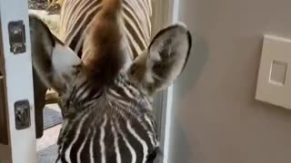 Zoey the Zebra Learns to Open the Door