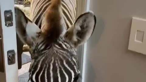 Zoey the Zebra Learns to Open the Door