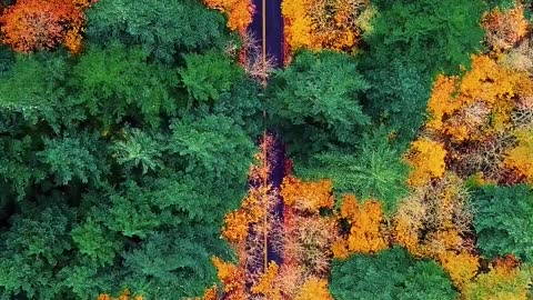 Aerial Footage of a Road