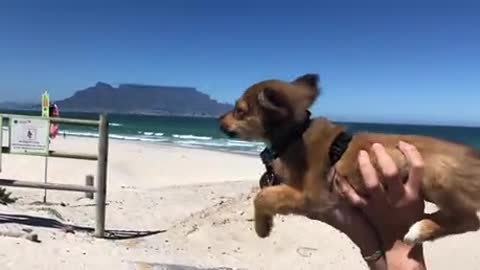 Little puppy first experience with strong wind, thinks it's a liquid