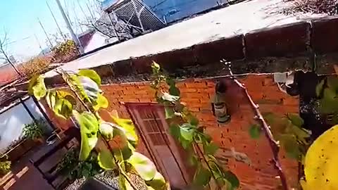 Incredible Cat Flies From Tree to Top of Building – Must Watch!