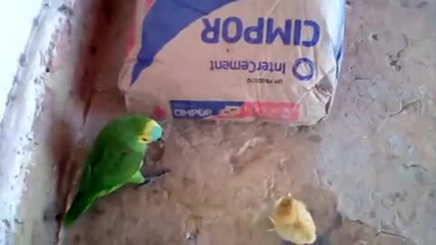 chick fought with parrot