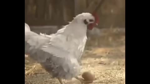 Funny Hen Performance