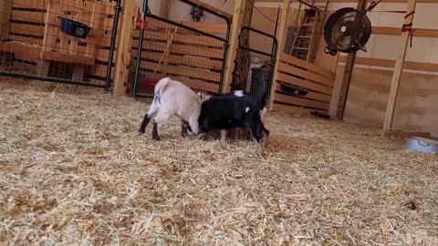 Baby Goats Playing in Barn 6 Oct 22