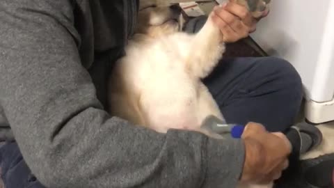 Adorable Puppy is a Professional Napper