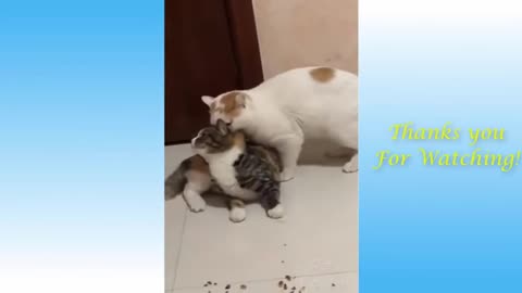 Funny and Cute Cat's best friends - Arora House