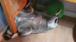 Raccoon twirls the cushion.