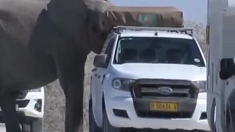 Etosha Elephant breaks window.