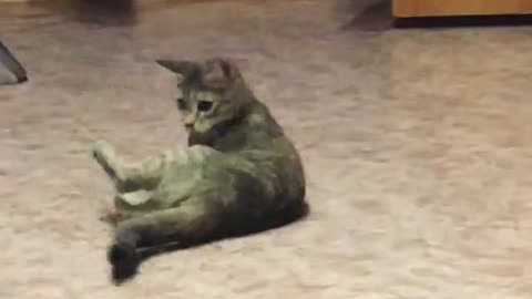 Cat Practicing its Dance Moves