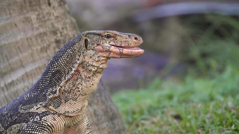 Komodo Dragon Sticking Tongue Out