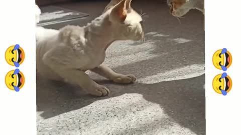 Dog 🐕 And Baby Cat 😸 Funny War | you can't stop laughing😂🤣 |