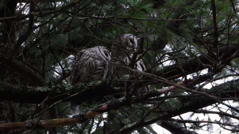 Barred Owls Put on Adorable Show of Affection