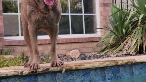 Sadie LOVES Swimming