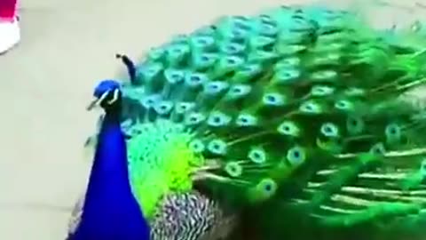 Beautiful Dancing Peacocks