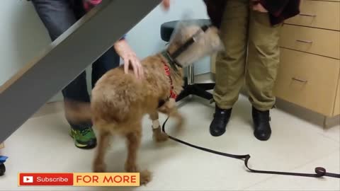 Blind dog gets back his sight