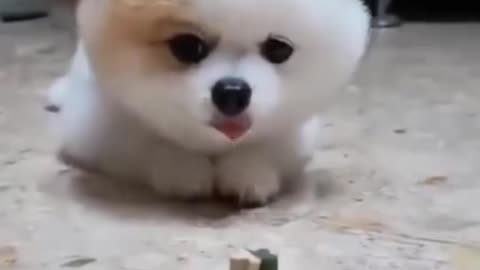 Cut Dog Sneaking Up On Treat