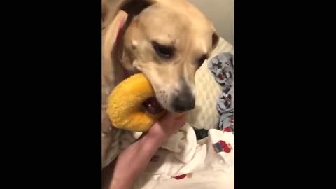 Dog barks angrily at guy sleeping on bed until he gives it its favorite toy
