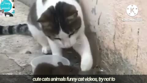 Funny Animals Videos : Cute Cats Videos In The World | Funny Cat Videos