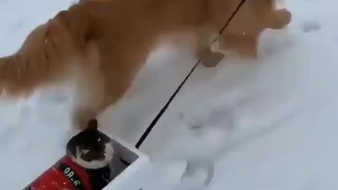 dog has fun with his cat friend, in the snow.