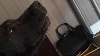 Black dog looking at himself on camera and barking