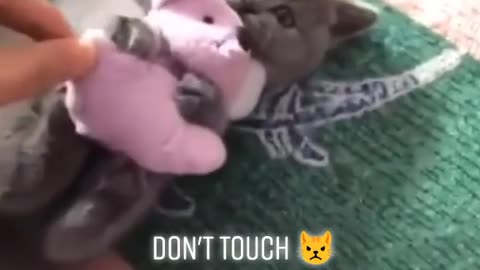 the cat's expression when the doll is taken is very cute (he says don't touch this is mine)