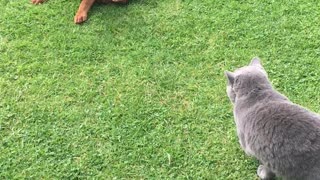 Vizsla Puppy vs British Shorthair Kitten playing!