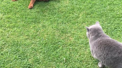 Vizsla Puppy vs British Shorthair Kitten playing!