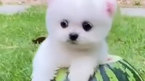 Watch This Adorable Baby Puppy - Cute and Funny Dogs Video