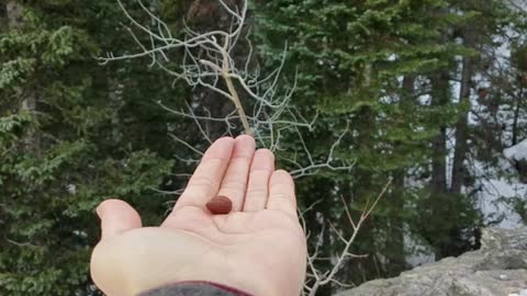 Canada Jays Snatching Some Snacks