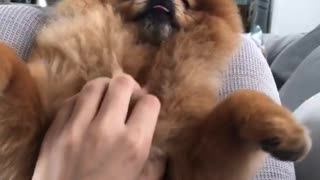 Petting fluffy brown dog pomeranian sitting up on couch