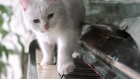 funny cat trying to play piano